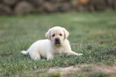 Les chiots de Labrador Retriever