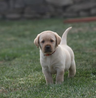 Les chiots de Labrador Retriever