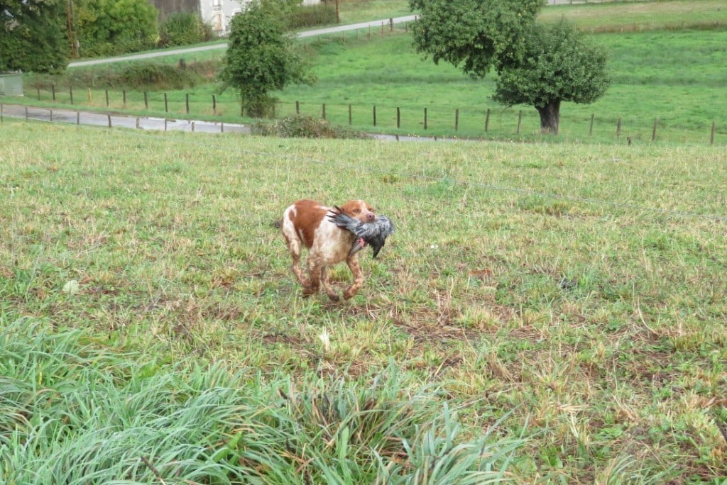 Publication : Des Loups De Lomprey