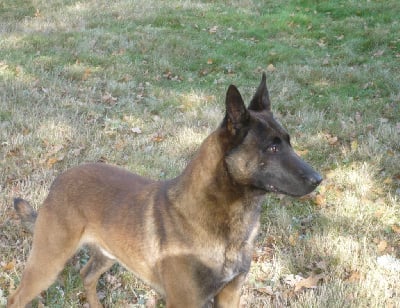 Des Loups De Lomprey