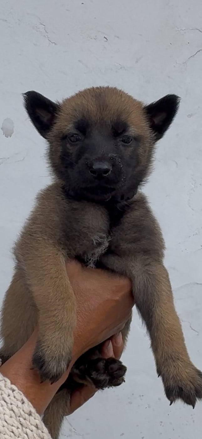 Chiot 8 Femelle collier noir - Berger Belge