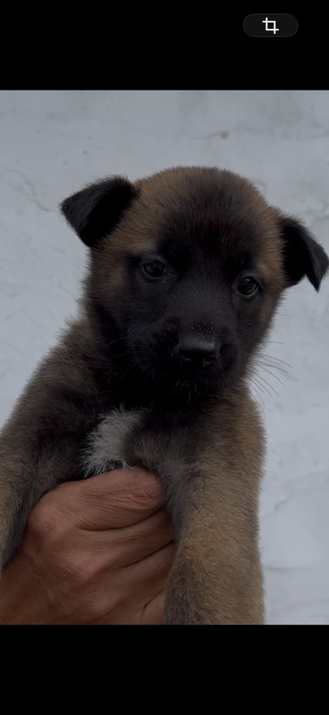 Chiot 9 Femelle collier vert - Berger Belge