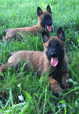 Les chiots de Berger Belge