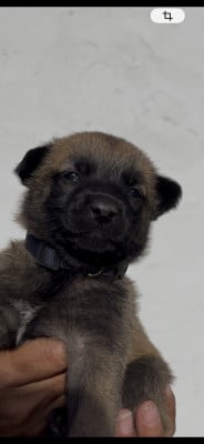 Les chiots de Berger Belge