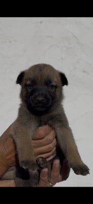 Les chiots de Berger Belge