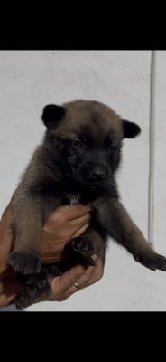 Les chiots de Berger Belge