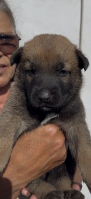 Les chiots de Berger Belge