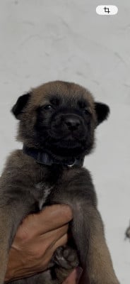 Les chiots de Berger Belge