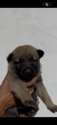 Les chiots de Berger Belge