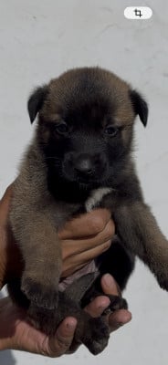 Les chiots de Berger Belge
