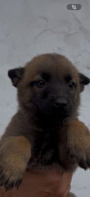 Les chiots de Berger Belge