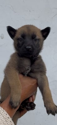 Les chiots de Berger Belge