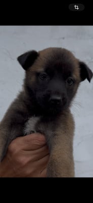 Les chiots de Berger Belge