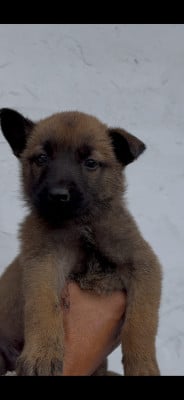 Les chiots de Berger Belge