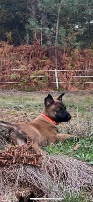 Les chiots de Berger Belge