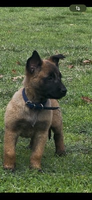 Les chiots de Berger Belge