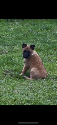 Les chiots de Berger Belge