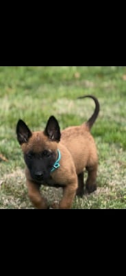 Les chiots de Berger Belge