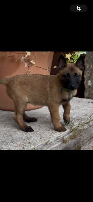 Les chiots de Berger Belge