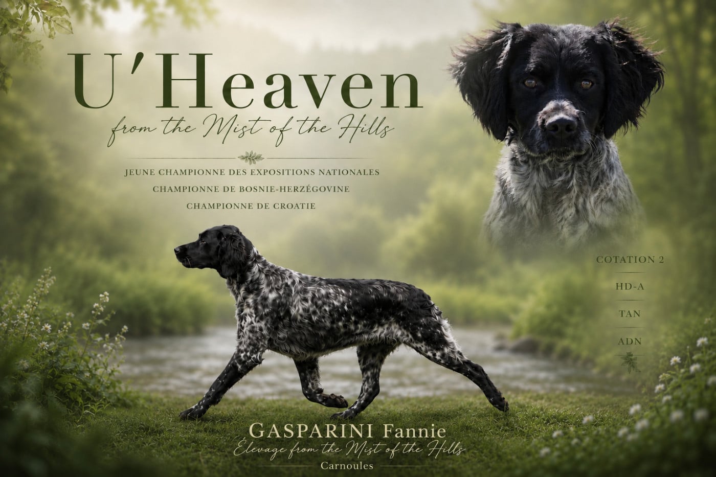 CH. U'heaven From The Mist Of The Hills - 1ere excellent CAC & BOB