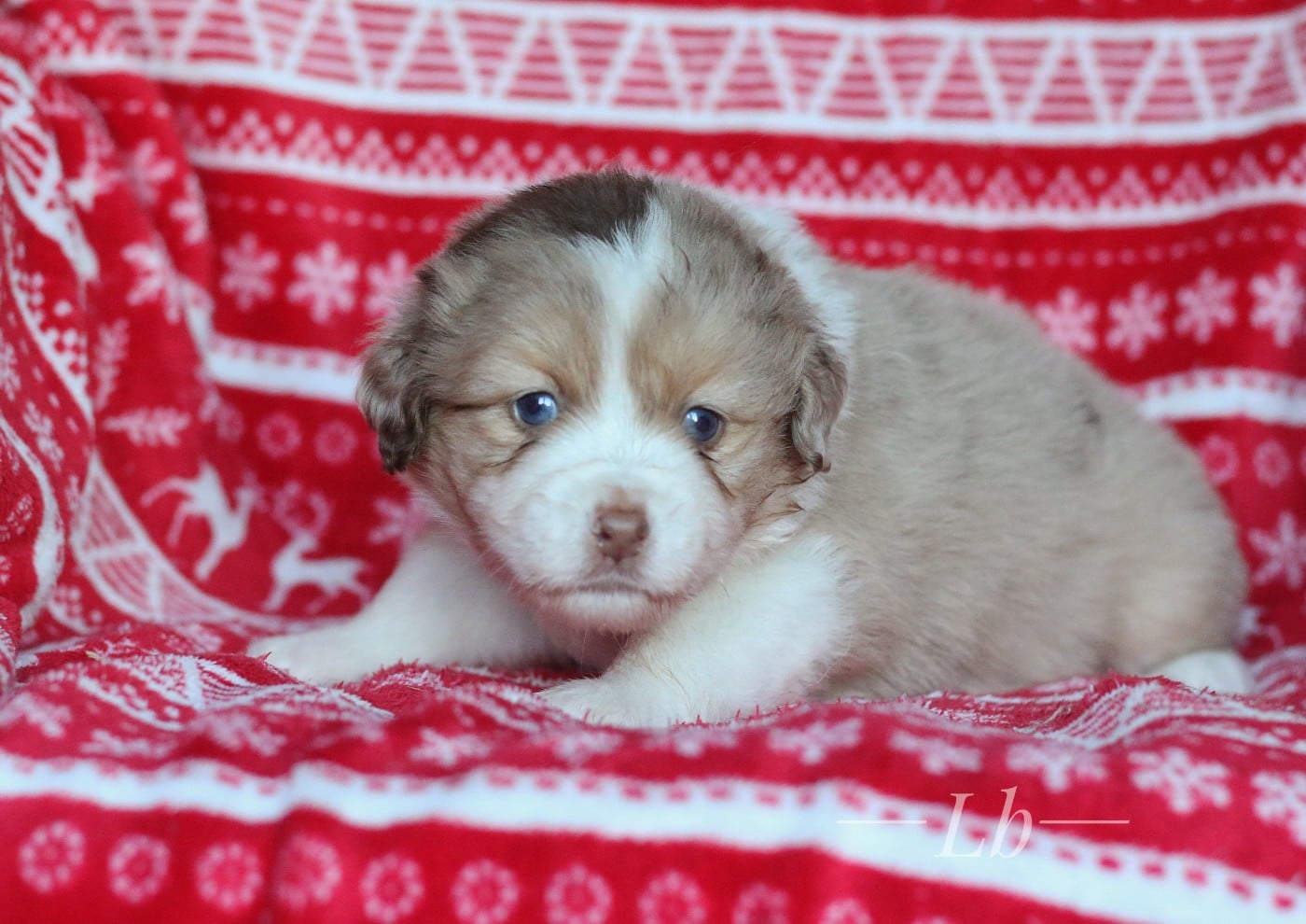 Arwen des Brumes d'Altaïre