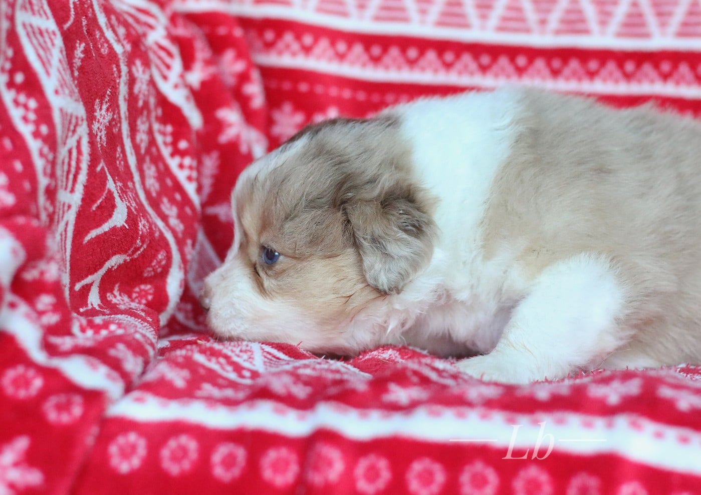 Arwen des Brumes d'Altaïre