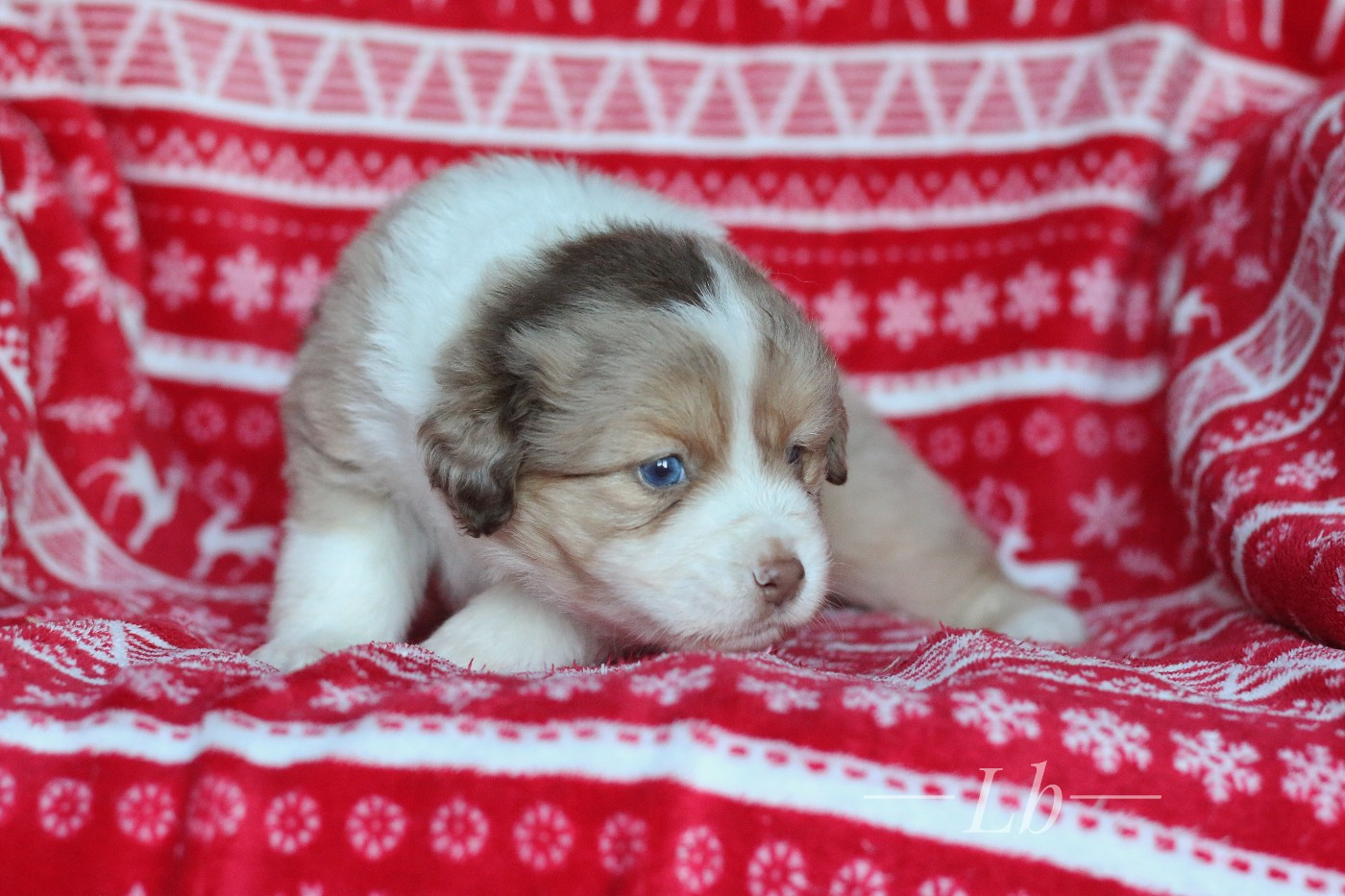 Arwen des Brumes d'Altaïre