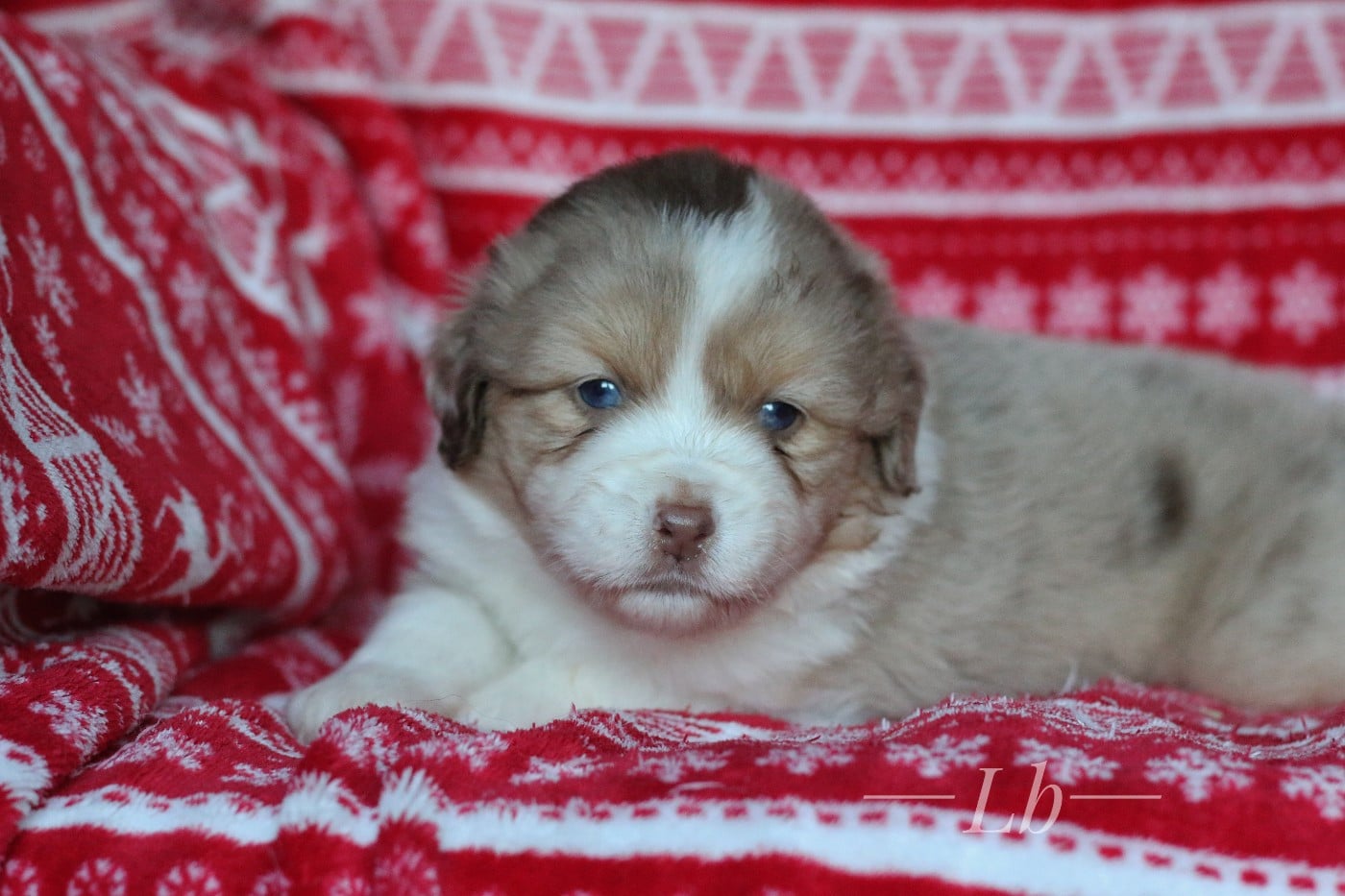 Arwen des Brumes d'Altaïre