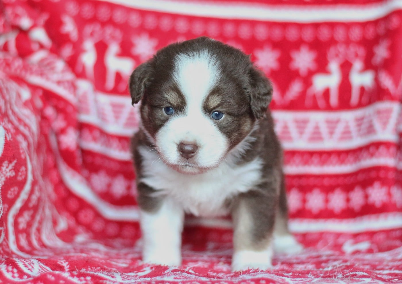 Aelya Reine d'Eldoria