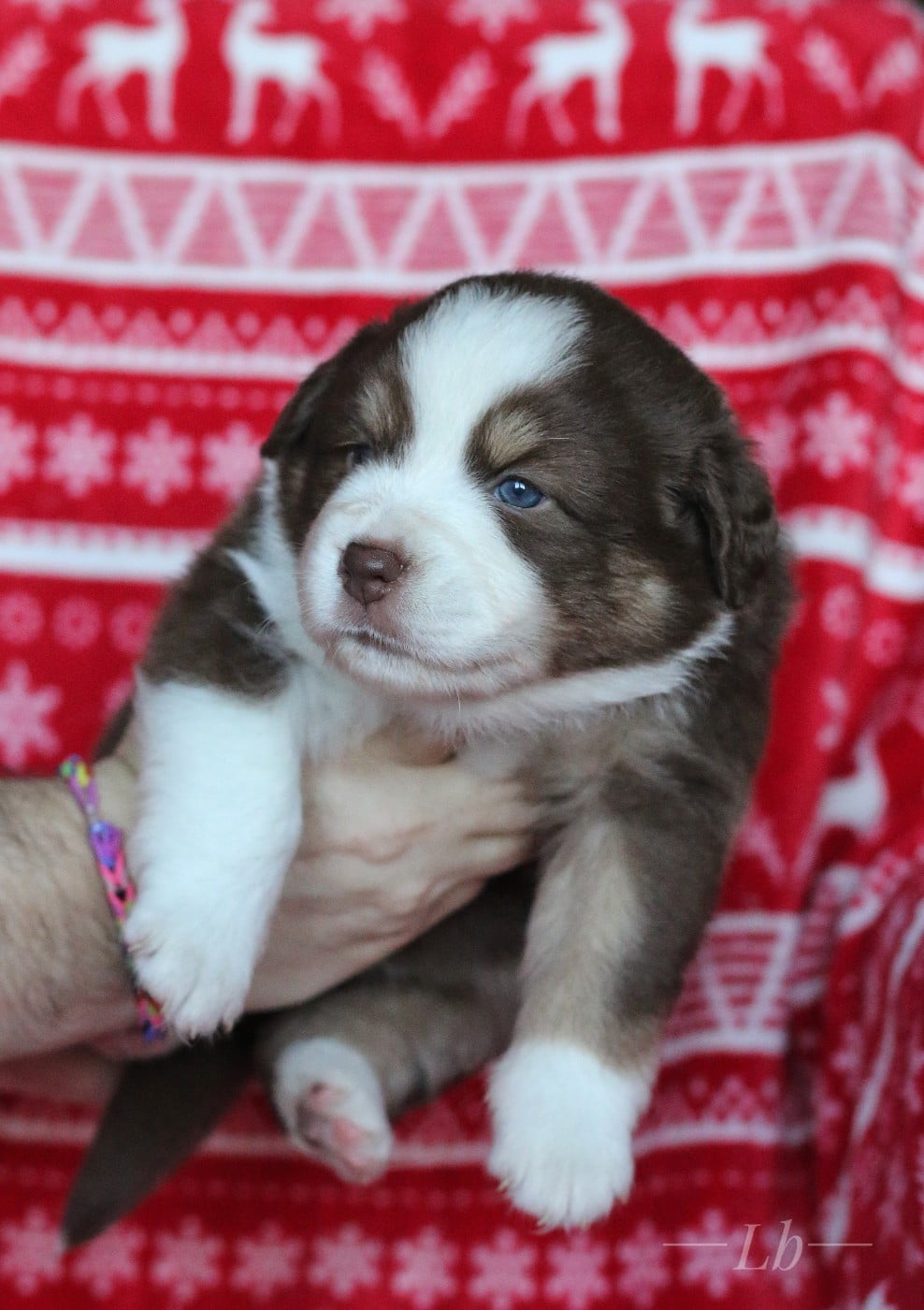 Aelya Reine d'Eldoria