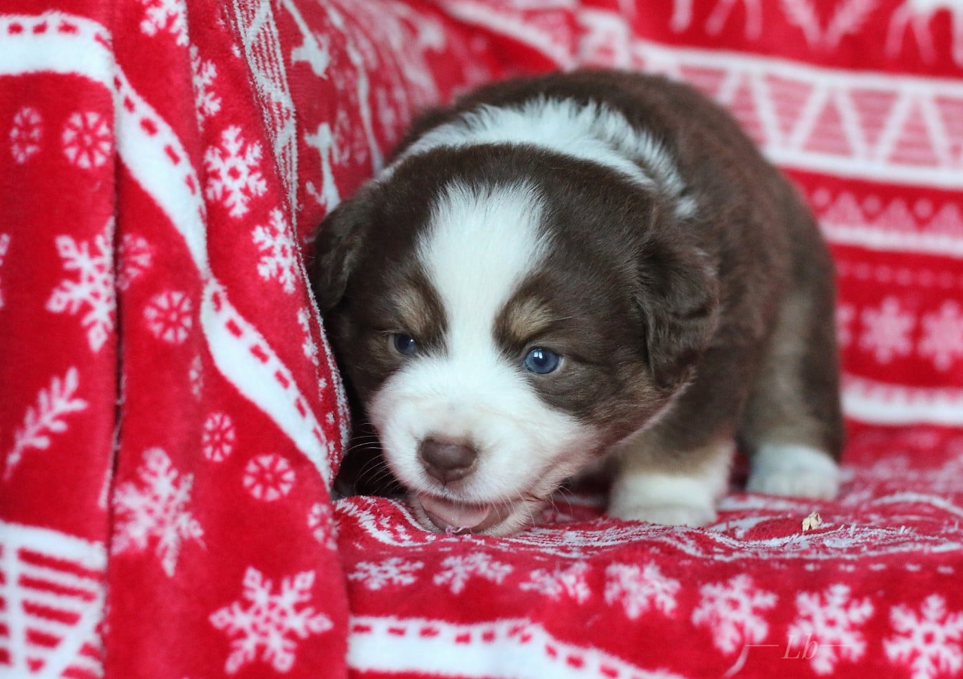 Aelya Reine d'Eldoria