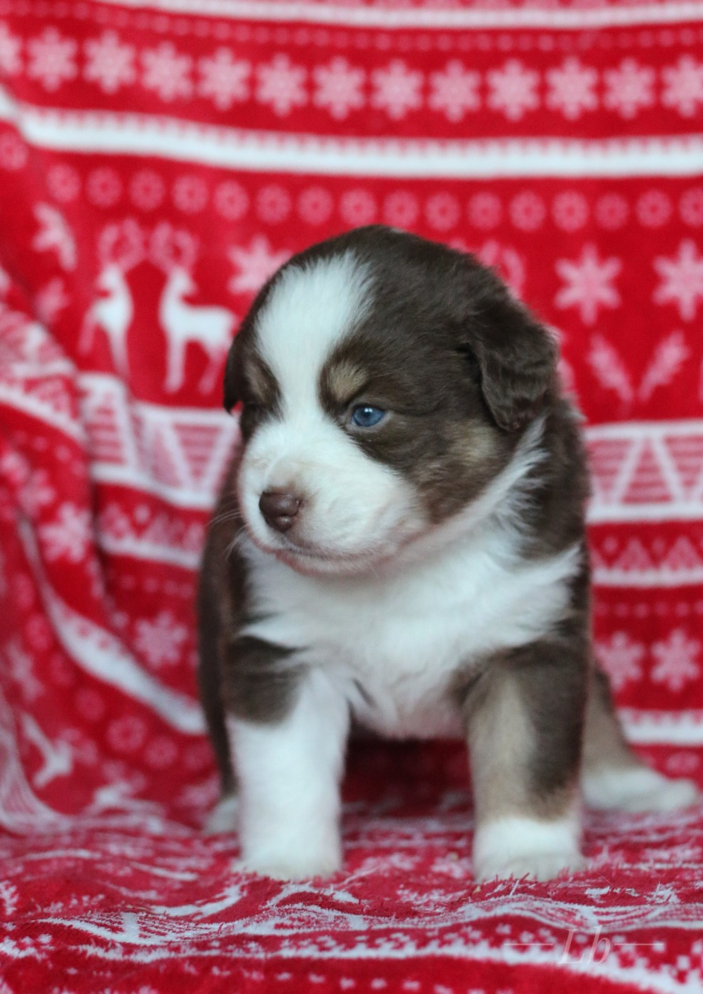 Aelya Reine d'Eldoria