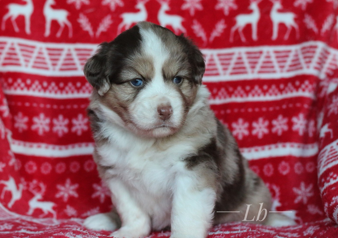 Anouk de la Nébuleuse