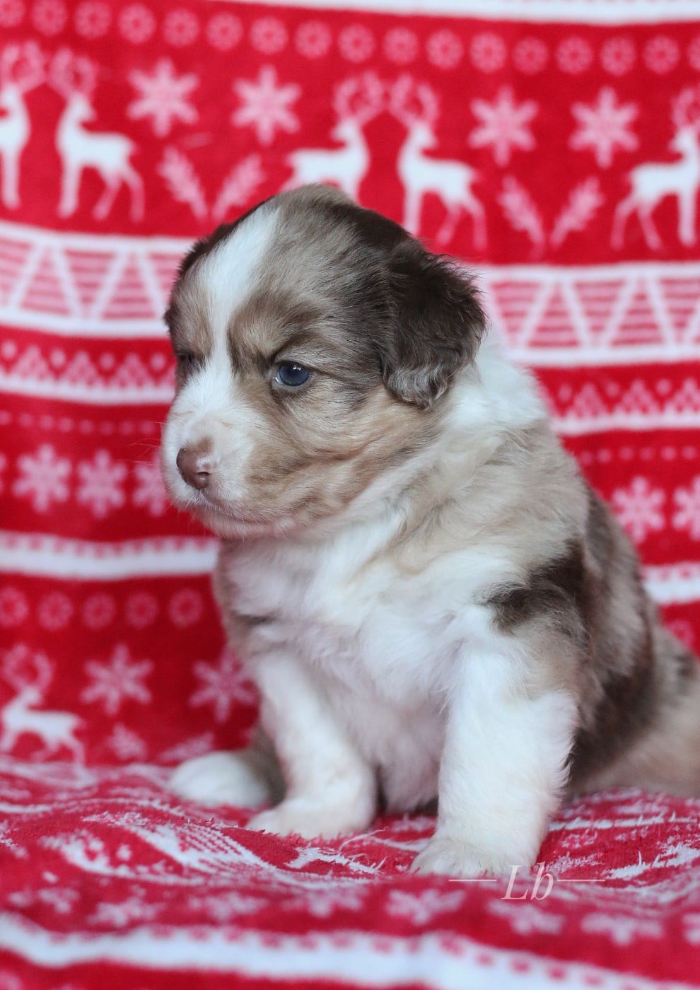 Anouk de la Nébuleuse