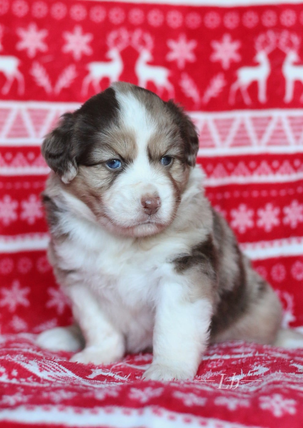 Anouk de la Nébuleuse