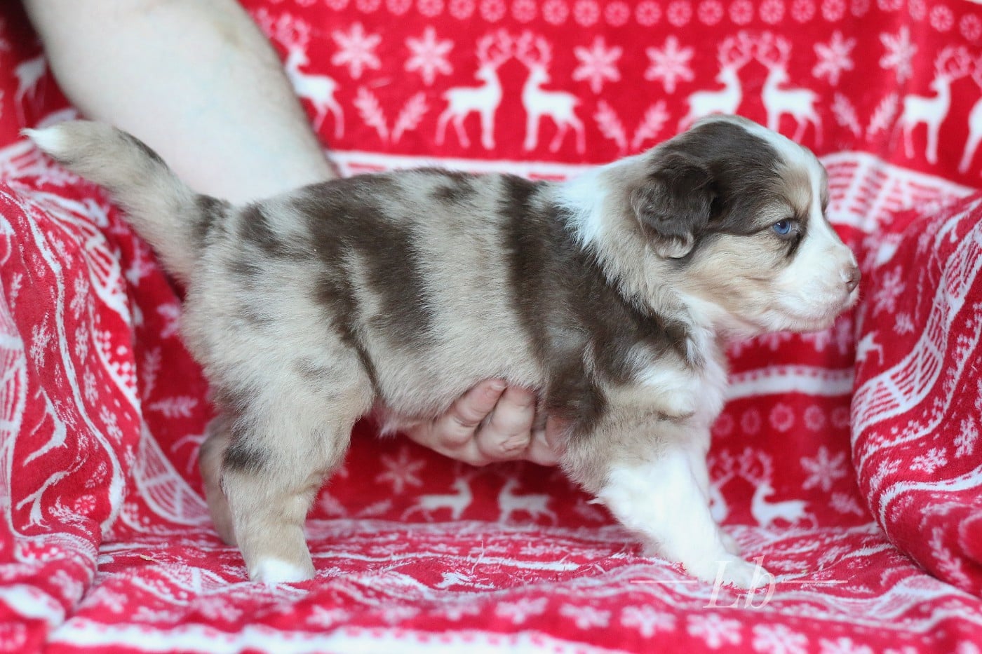 Anouk de la Nébuleuse