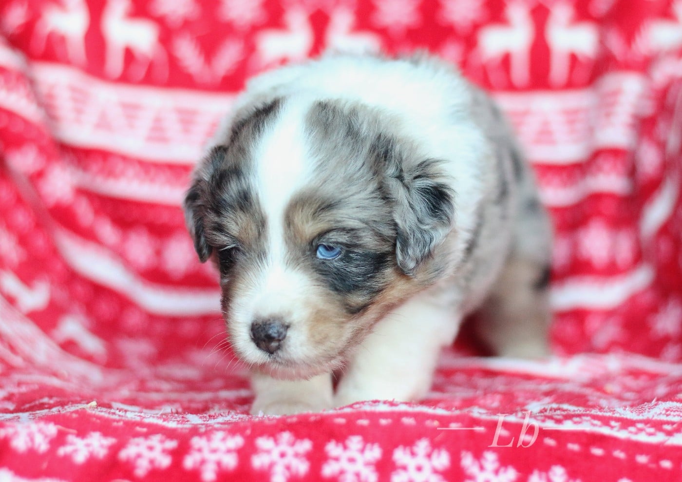 Arlequin el Lobo azul