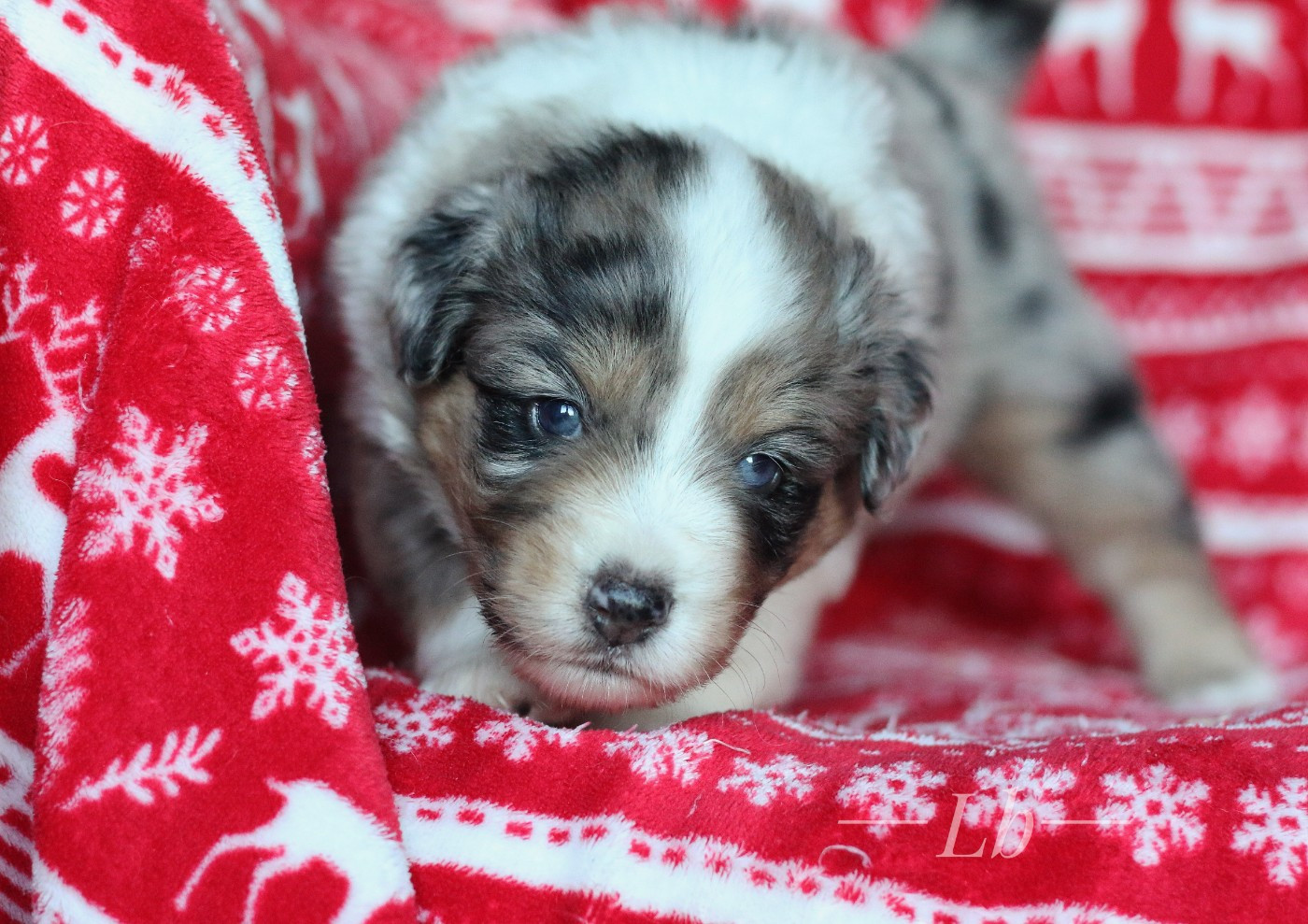 Arlequin el Lobo azul