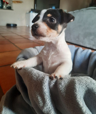 Les chiots de Jack Russell Terrier