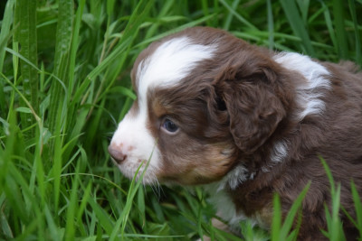 Les chiots de Berger Américain Miniature 