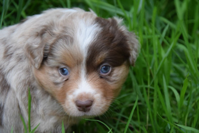 Les chiots de Berger Américain Miniature 