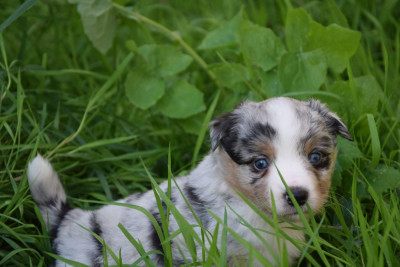 Les chiots de Berger Américain Miniature 