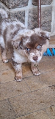 Les chiots de Berger Américain Miniature