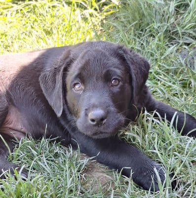 Les chiots de Labrador Retriever