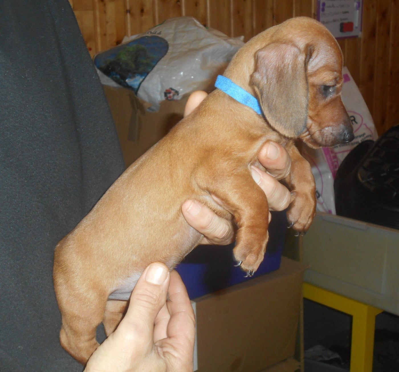 Mâle 1 collier BLEU