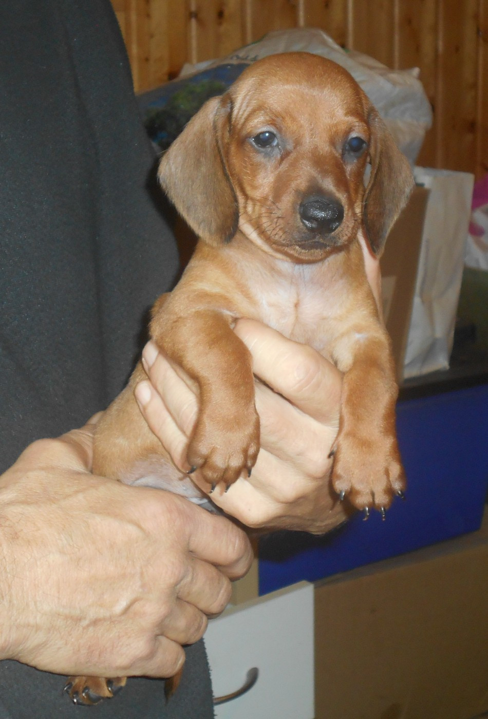 Mâle 1 collier BLEU