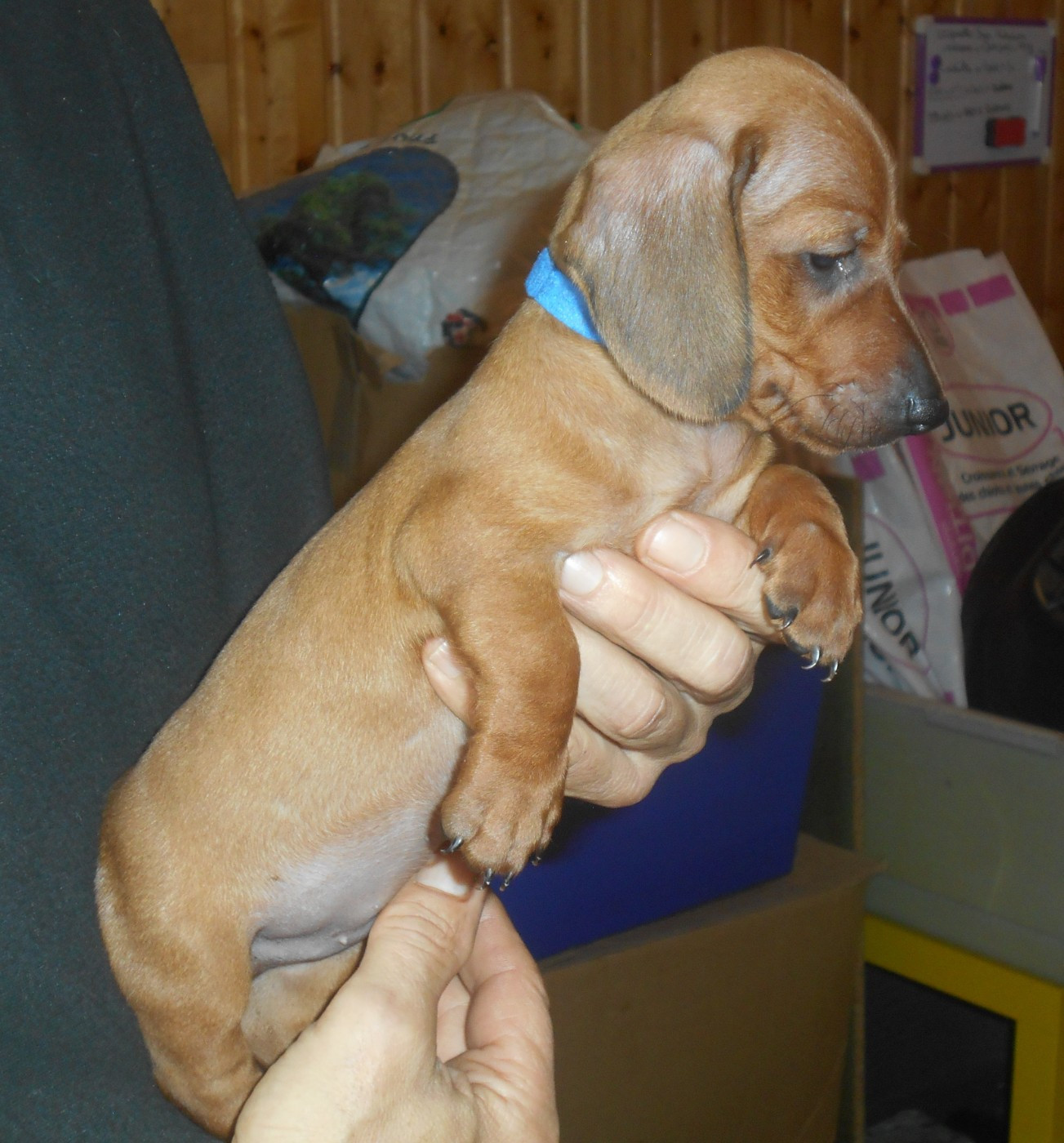 Mâle 1 collier BLEU