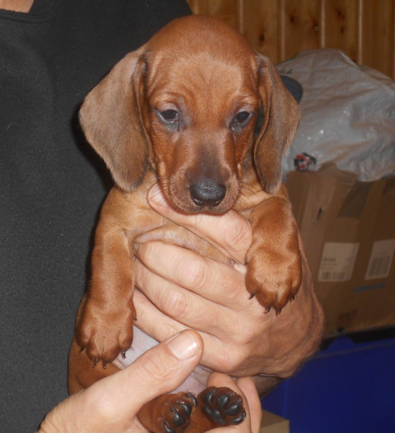 mâle 2 collier VERT