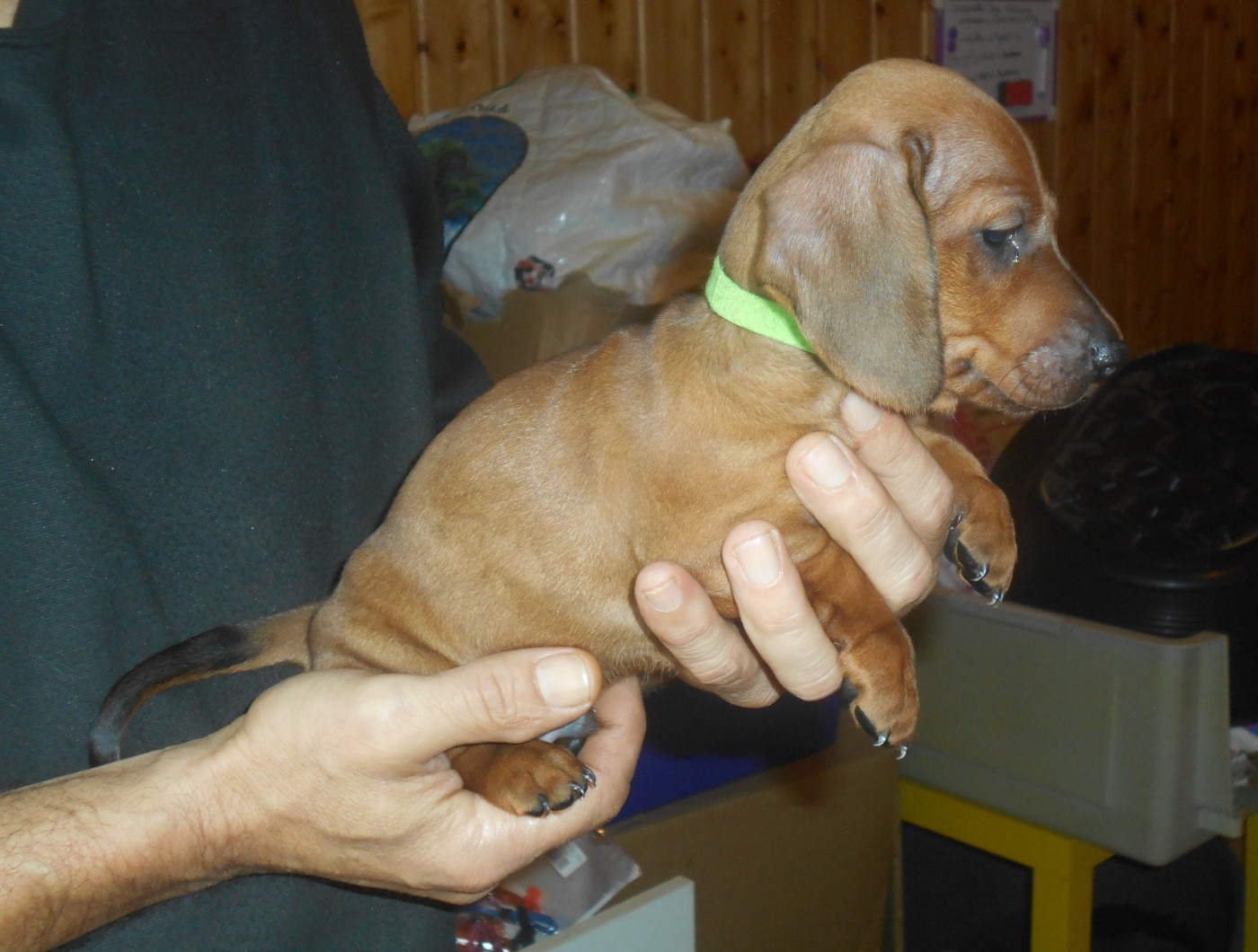 mâle 2 collier VERT