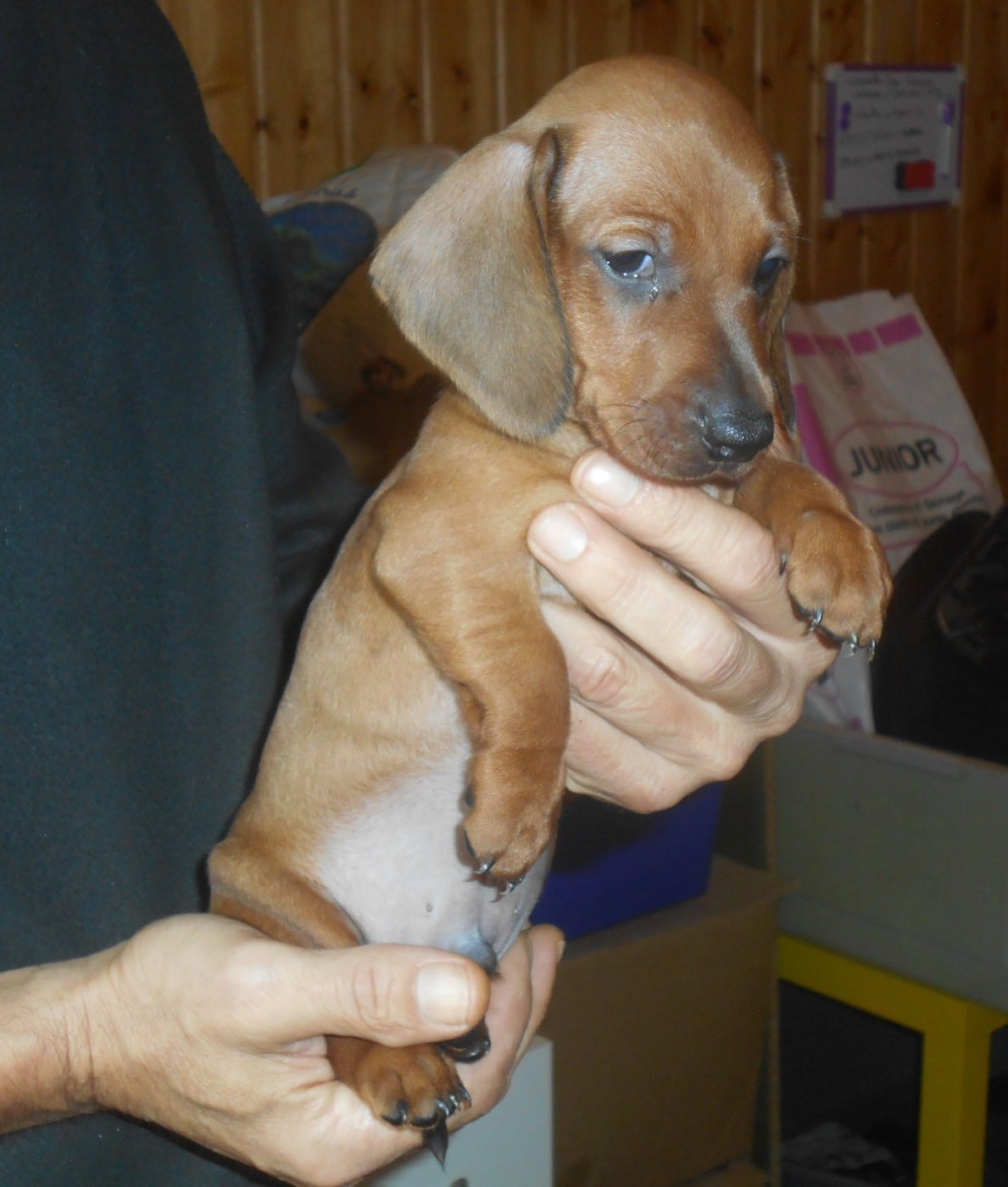 mâle 2 collier VERT